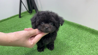 お問合せネーム・979くん