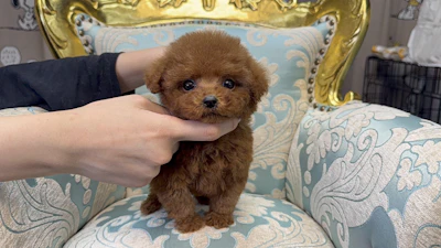 お問合せネーム・278ちゃん