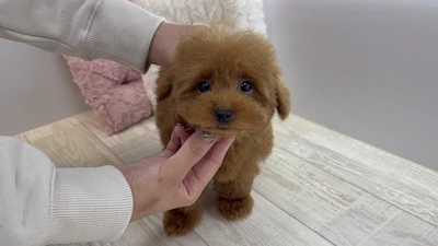 お問合せネーム・384ちゃんの写真 2