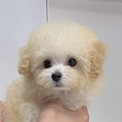 お問合せネーム・938ちゃん