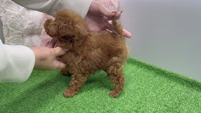 お問合せネーム・888ちゃんの写真 8