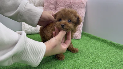 お問合せネーム・888ちゃんの写真 5