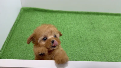 お問合せネーム・192ちゃんの写真 5