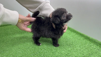 お問合せネーム・800ちゃんの写真 5