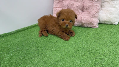 お問合せネーム・643ちゃんの写真 2