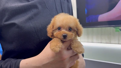 お問合せネーム・522くん