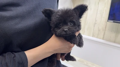 お問合せネーム・717ちゃんの写真 4