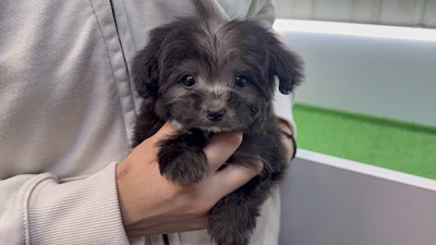 お問合せネーム・800ちゃん