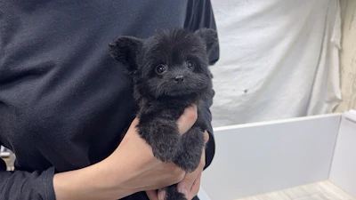 お問合せネーム・717ちゃんの写真 3