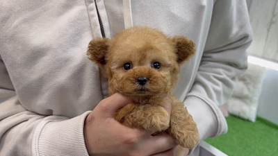 お問合せネーム・338くん