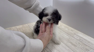 お問合せネーム・683ちゃんの写真 5