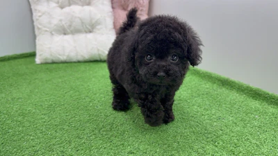 お問合せネーム・219ちゃんの写真 3