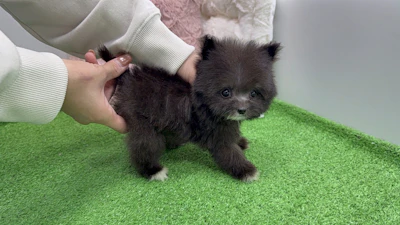 お問合せネーム・236ちゃんの写真 6