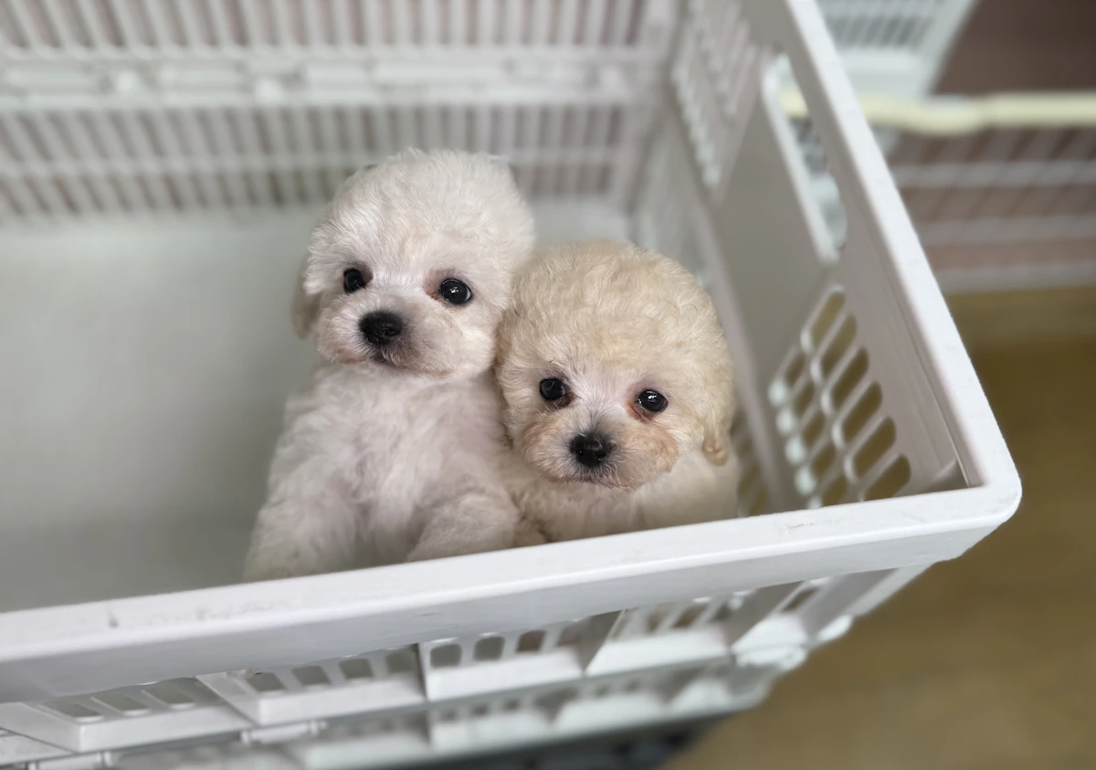 KING犬舎の画像