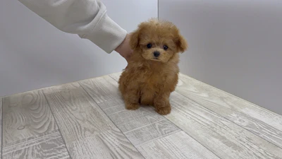 お問合せネーム・193ちゃんの写真 2