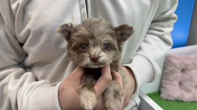 お問合せネーム・910くんの写真 3