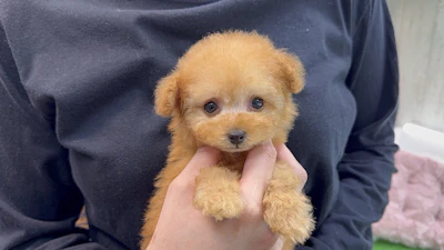 お問合わせネーム・484ちゃんの写真 3