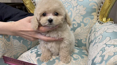 お問合せネーム・622ちゃん