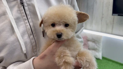 タイニーサイズプードルの写真 3