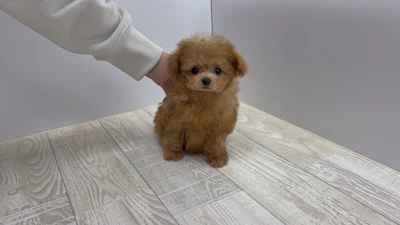 お問合せネーム・193ちゃん