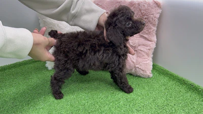 お問合せネーム・308くんの写真 6