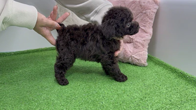 お問合せネーム・660ちゃんの写真 6