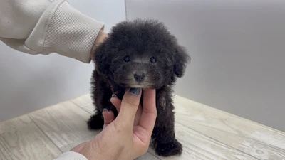 お問合せネーム・972ちゃんの写真 7