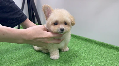 お問合せネーム・238ちゃんの写真 4