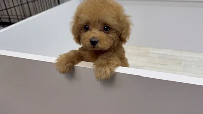 お問合せネーム ・530くんの写真 3