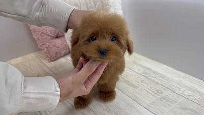 お問合せネーム・384ちゃん