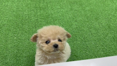 お問合せネーム628くんの写真 3