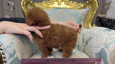 お問合せネーム・278ちゃんの写真 4