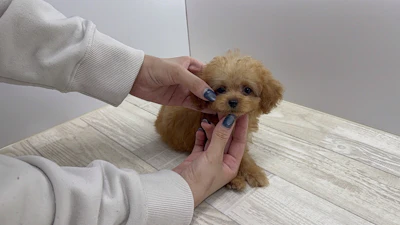 お問合せネーム・645ちゃん