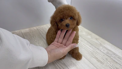 お問合せネーム・039くんの写真 6