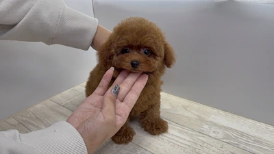 お問合せネーム・540ちゃんの写真 5