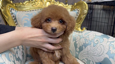 お問合せネーム・475くんの写真 4