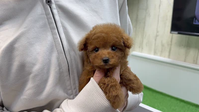 お問合せネーム・484ちゃん