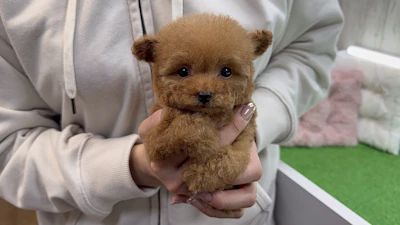 お問合せネーム・691くん