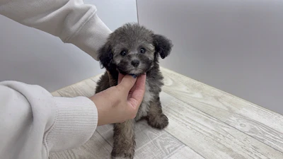 お問合せネーム・727ちゃんの写真 7
