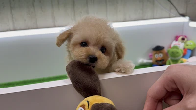 お問合せネーム・963くんの写真 4