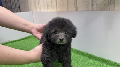 お問合せネーム・739ちゃん