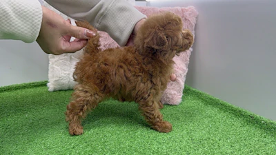 お問合せネーム・888ちゃんの写真 7