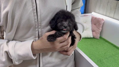 お問合せネーム・699ちゃんの写真 2