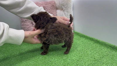 お問合せネーム・039ちゃんの写真 8