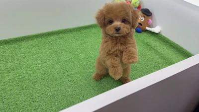 お問合せネーム・045ちゃんの写真 4