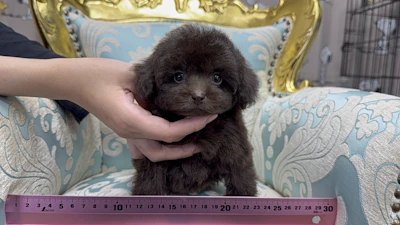 お問汗ネーム・697ちゃん