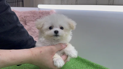 お問合せネーム・021ちゃんの写真 4