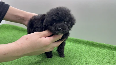 お問合せネーム・207くんの写真 6