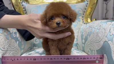 お問合せネーム・210ちゃん