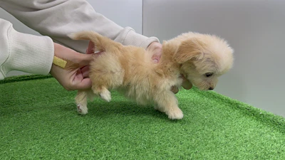 お問合せネーム・183ちゃんの写真 7